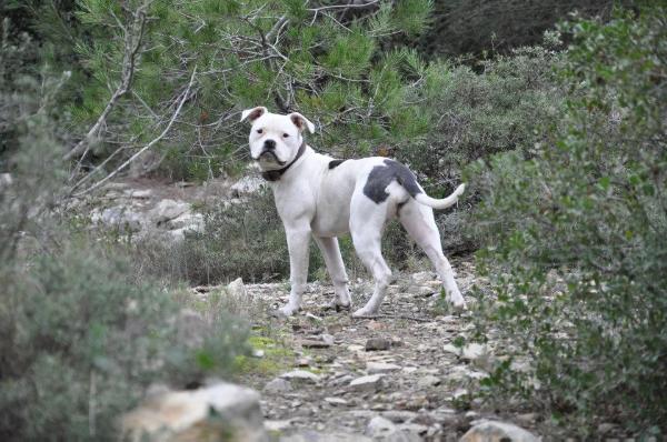 FaithFullBull's Heaven | American Bulldog 