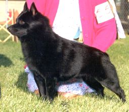 Royal Skipper Boy | Schipperke 