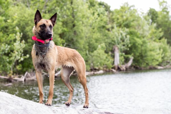 Aligator vom Grauen Wolf Haus | Belgian Malinois 
