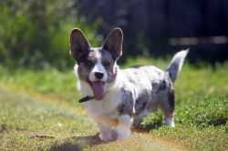 FAVORIT SIBIRI Izbrannik Bogov | Cardigan Welsh Corgi 