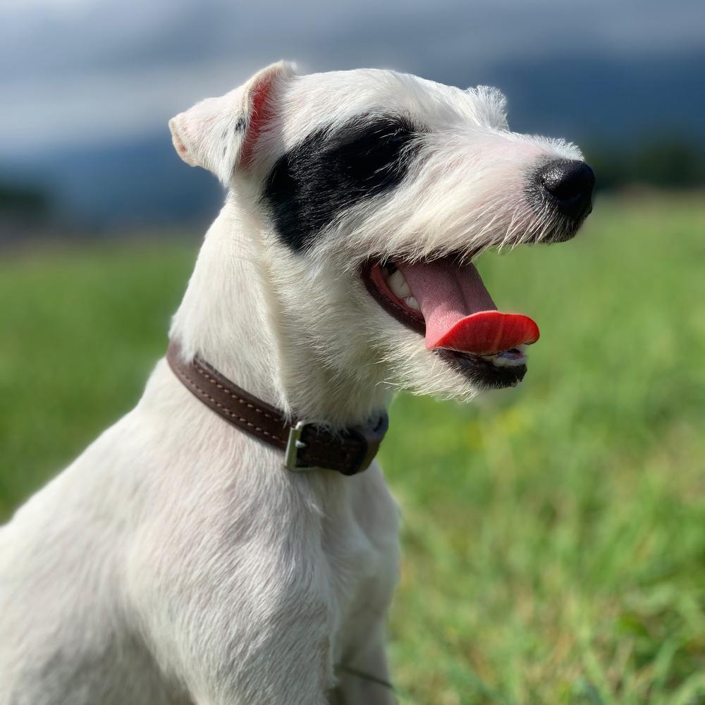 FARLA Vipollo (FCI) | Parson Russell Terrier 