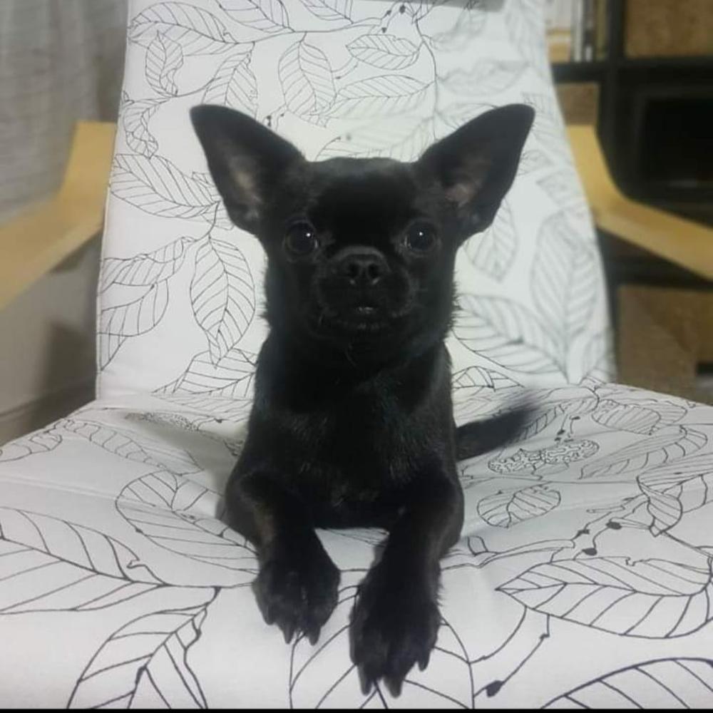 Nutella Smyrna Chihuahua | Chihuahua 