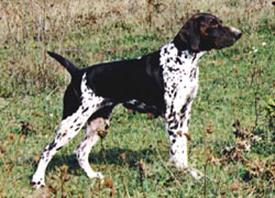 Tatoon de la Haille au Loup | German Shorthaired Pointer 