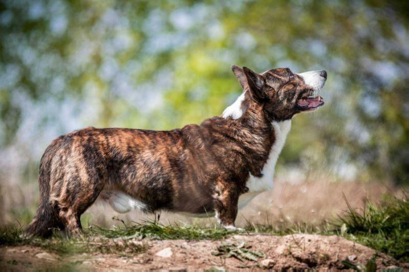 Brastias Shining Sirius | Cardigan Welsh Corgi 