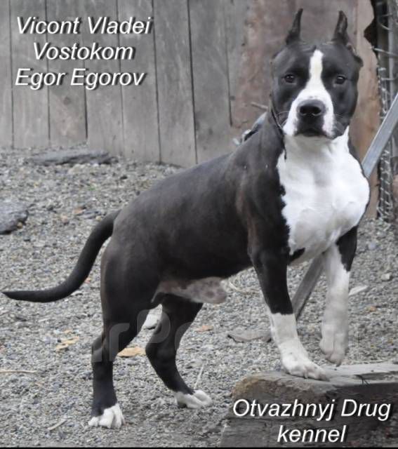 Vikont Vladei Vostokom Egor Egorov | American Staffordshire Terrier 