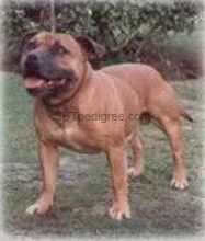 Borstaff Boldas Brass | Staffordshire Bull Terrier 