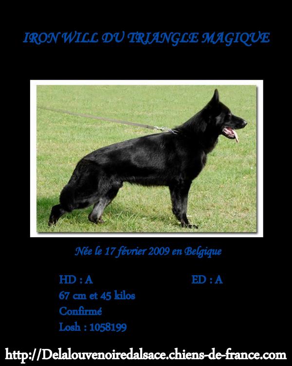 Ironwill du triangle magique | German Shepherd Dog 