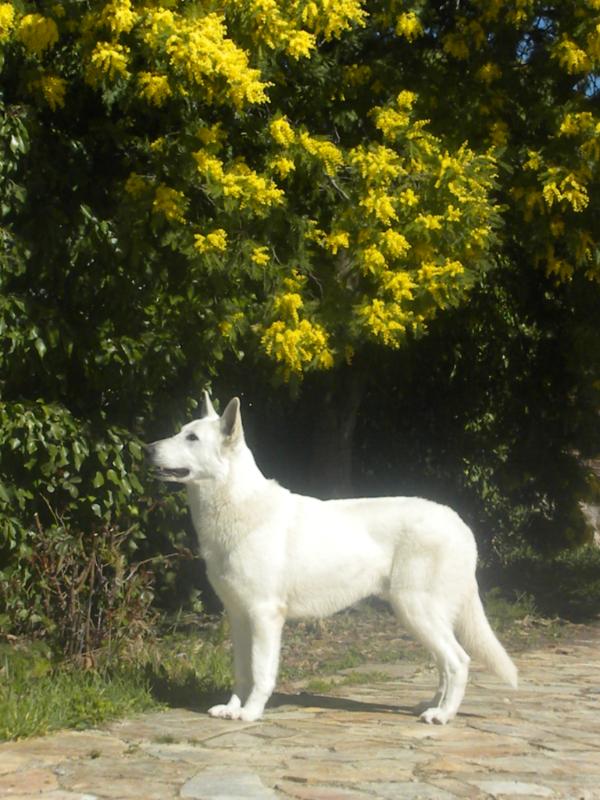 Boston | White Swiss Shepherd Dog 