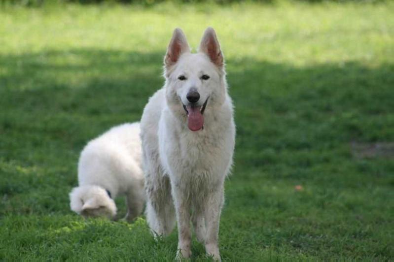 Boka Holly Elzenhof’s | White Swiss Shepherd Dog 