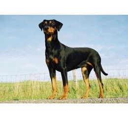 FILOUMENA von den Haflingern | German Pinscher 