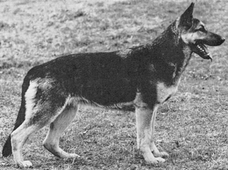 Zita vom Busecker Schloß | German Shepherd Dog 