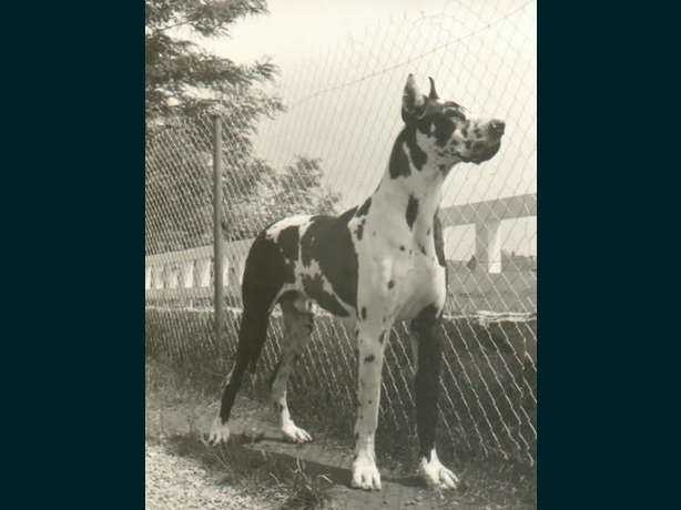 Phyllis du Domaine de la Ferte | Great Dane 