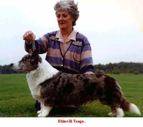 Rhiwelli Tango | Cardigan Welsh Corgi 