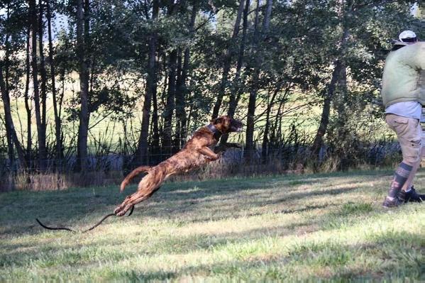 Luna Ketchum Kennels | Dutch Shepherd 