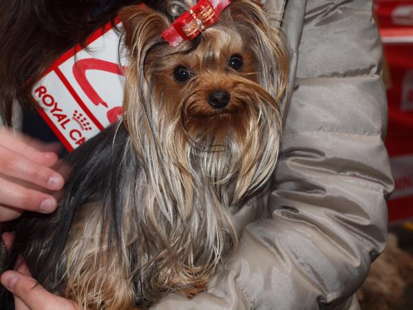 Ojala de las Beatillas | Yorkshire Terrier 