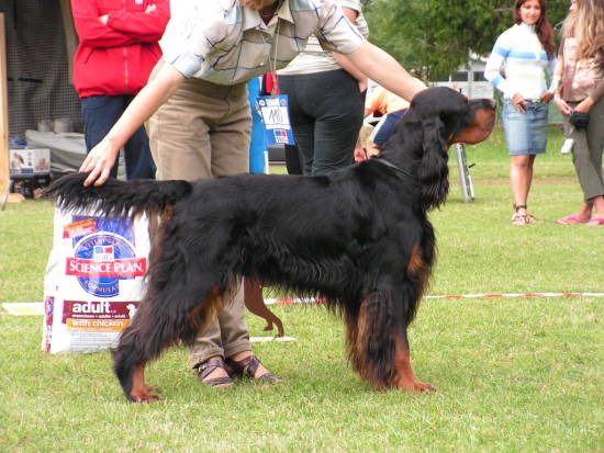 Golden eye | Gordon Setter 