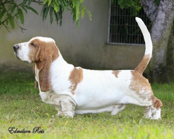 Big Long Blue'S Johnny Be Good | Basset Hound 