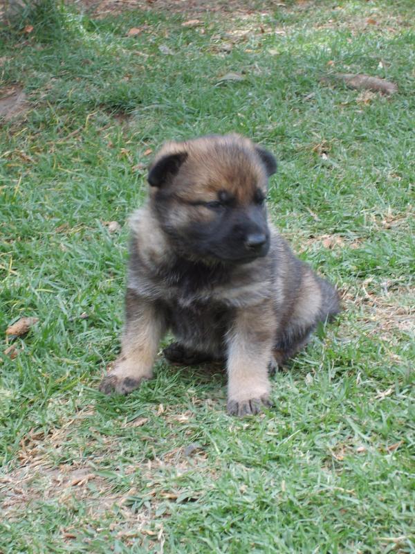Azteca de Vega y Ordonez | German Shepherd Dog 