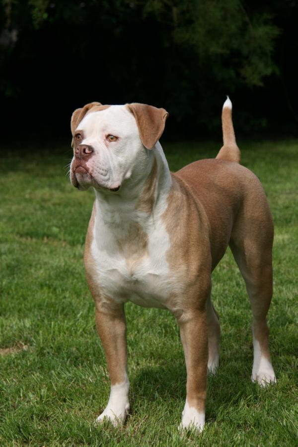 Prime Bulls Jill of Warriorbulls | American Bulldog 