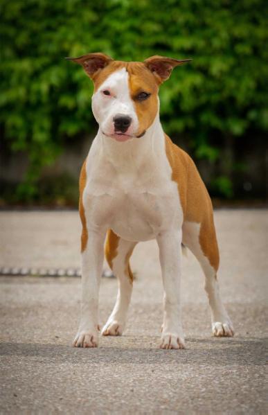 Goodfellas Keira | American Staffordshire Terrier 