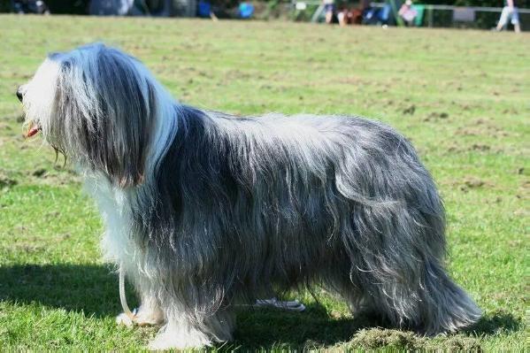 Never Forget Me Cute Christine | Bearded Collie 