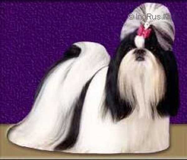 Symarun's Sister Act | Shih Tzu 