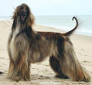 Regimes Picasso Of Keystone | Afghan Hound 