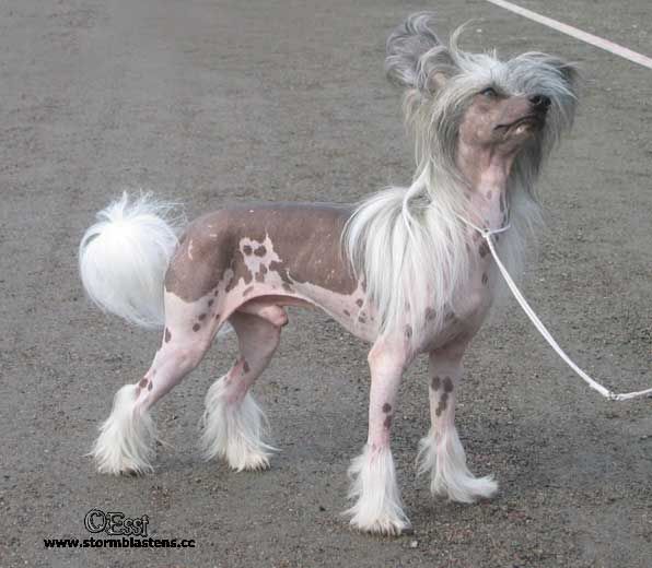 Lemiz Valjean | Chinese Crested 