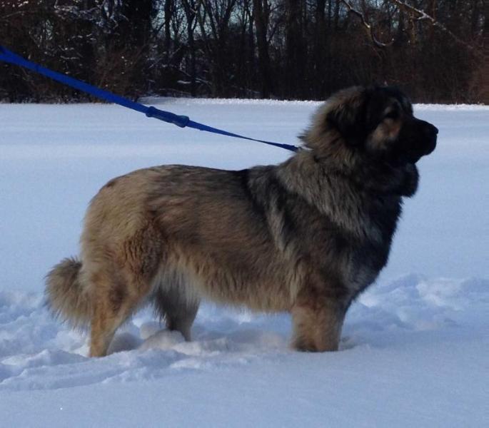 ELSA BALKAN MOUNTAIN | Yugoslavian Shepherd Dog-Sarplaninac 