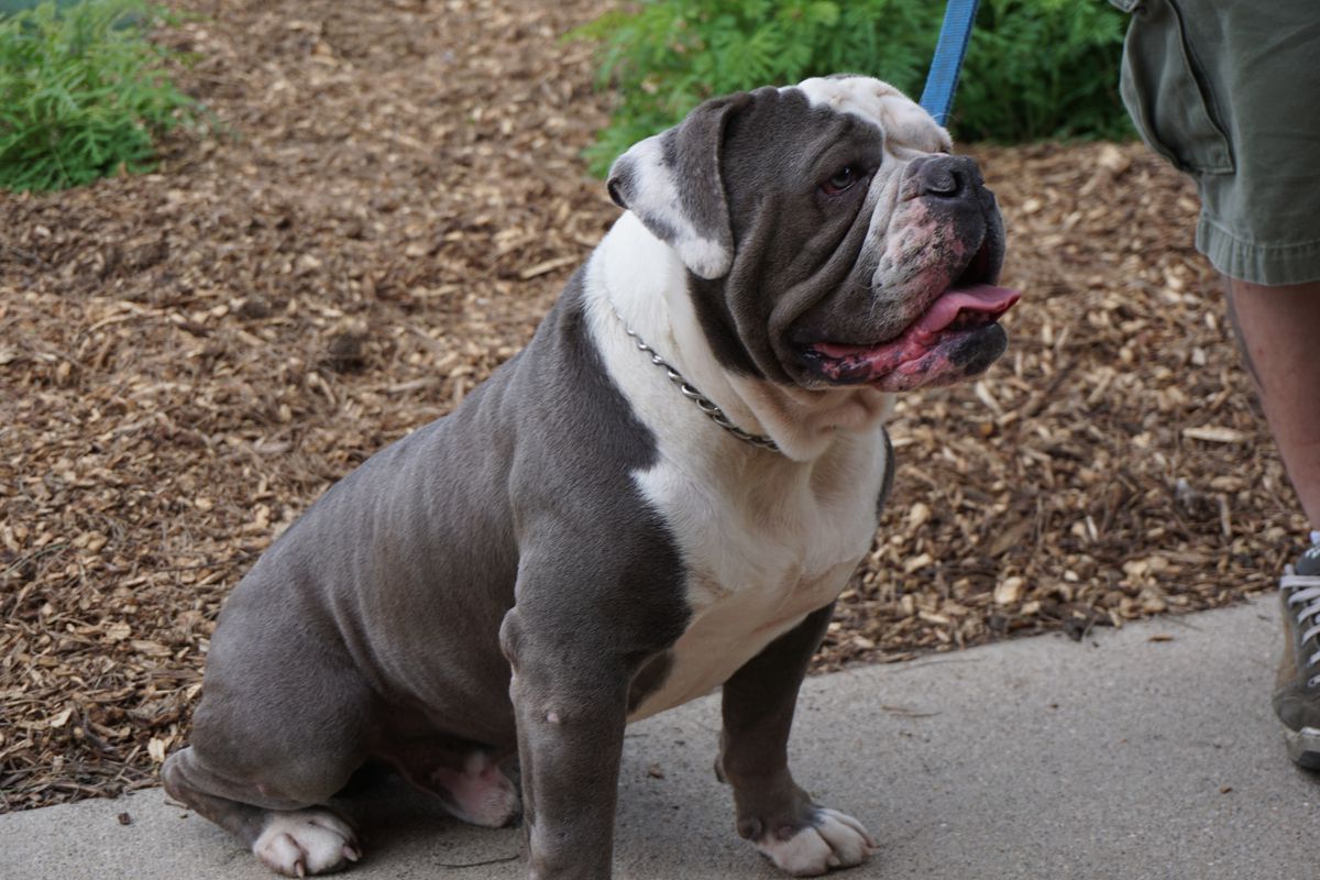 Bane | Olde English Bulldogge 