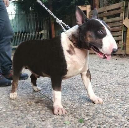 AMERICAN GANGSTER VENOM | Bull Terrier 