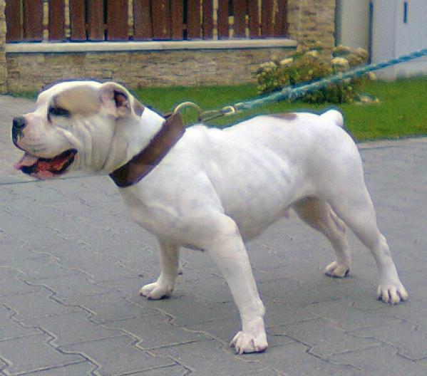 Moloss Bulldy | Olde English Bulldogge 