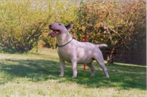 Starphen's Abbey Rose | Bull Terrier 