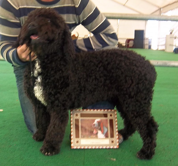 Ozil de la Ribera del Genil | Spanish Water Dog 