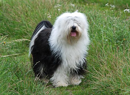 SILVERIDGE ZULU | Tibetan Terrier 