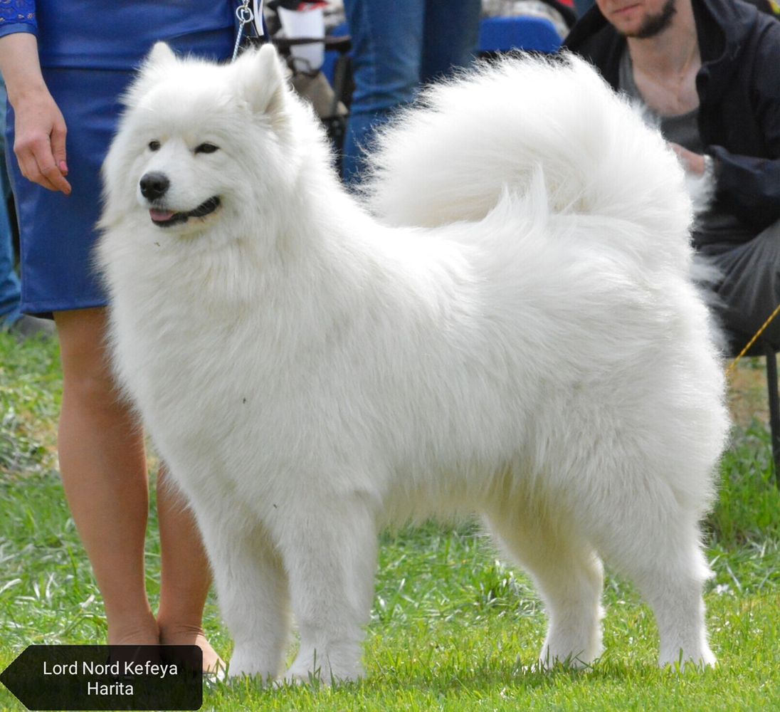 Lord Nord Kefeya Harita | Samoyed 