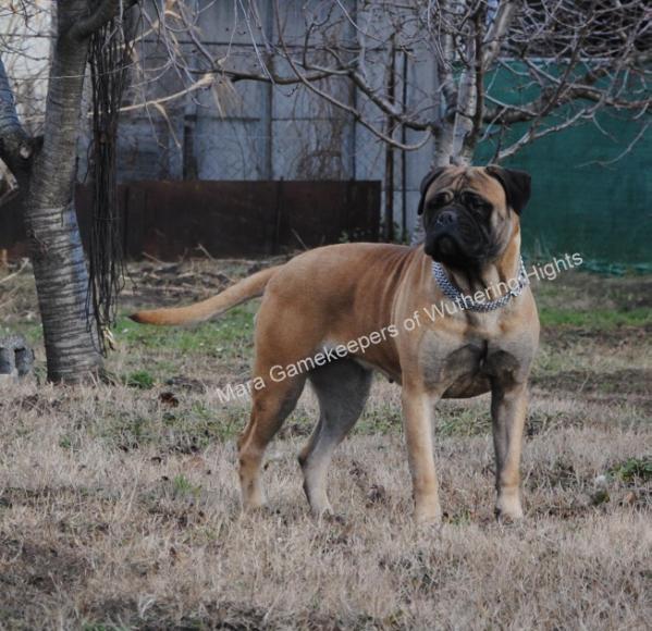 Mara Gamekeepers of Wuthering Hights | Bullmastiff 