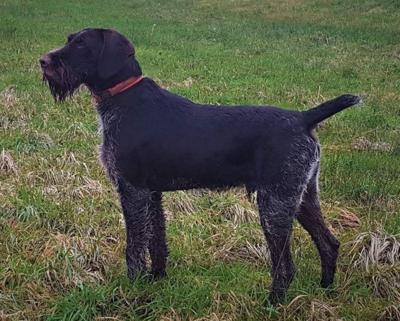 Wico von der Dachswiese | German Wirehaired Pointer 