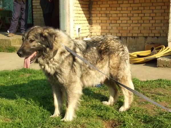 Rima | Yugoslavian Shepherd Dog-Sarplaninac 