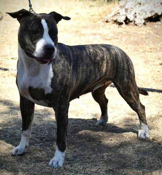 Moon rock landi's Lady Baby | American Staffordshire Terrier 