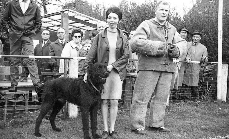 Itarzan (LOSH.188407) | Bouvier des Flandres 