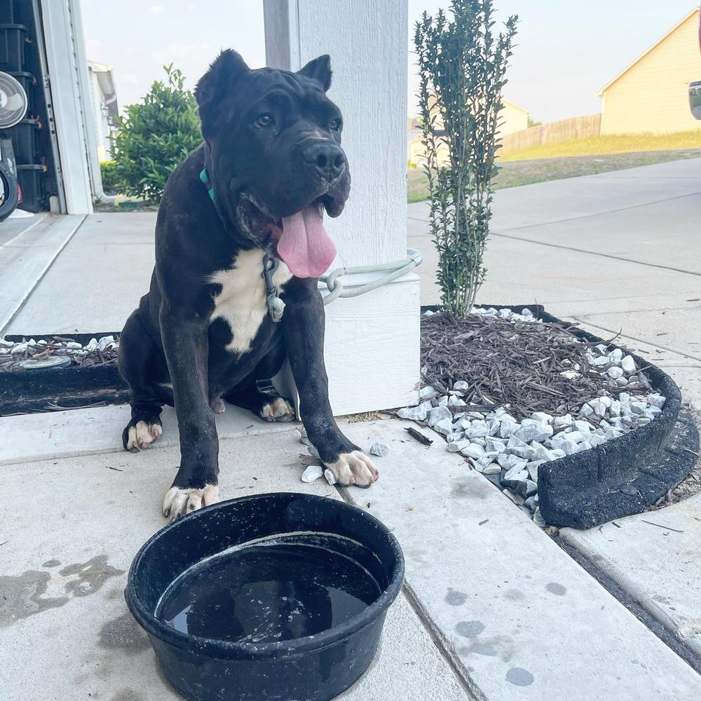 MILD BISHOP OF DAYBREAKER K9 | Cane Corso 