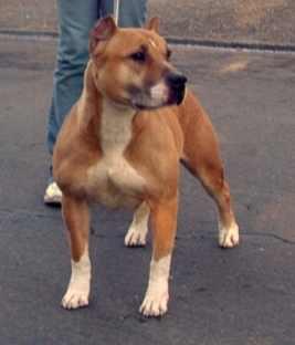 Fl. sunshines ride my coattails | American Pit Bull Terrier 