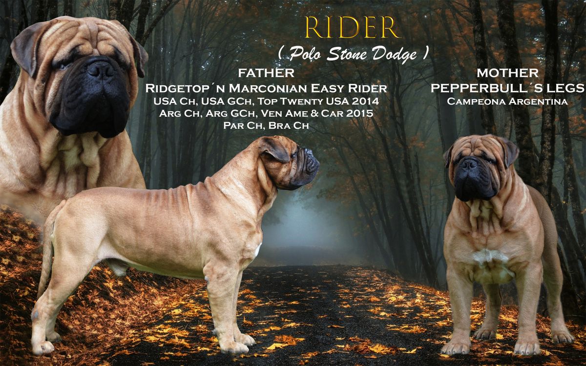 POLO STONE DODGE | Bullmastiff 