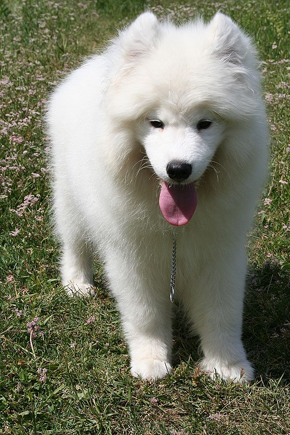 IZDOMASU Amati | Samoyed 