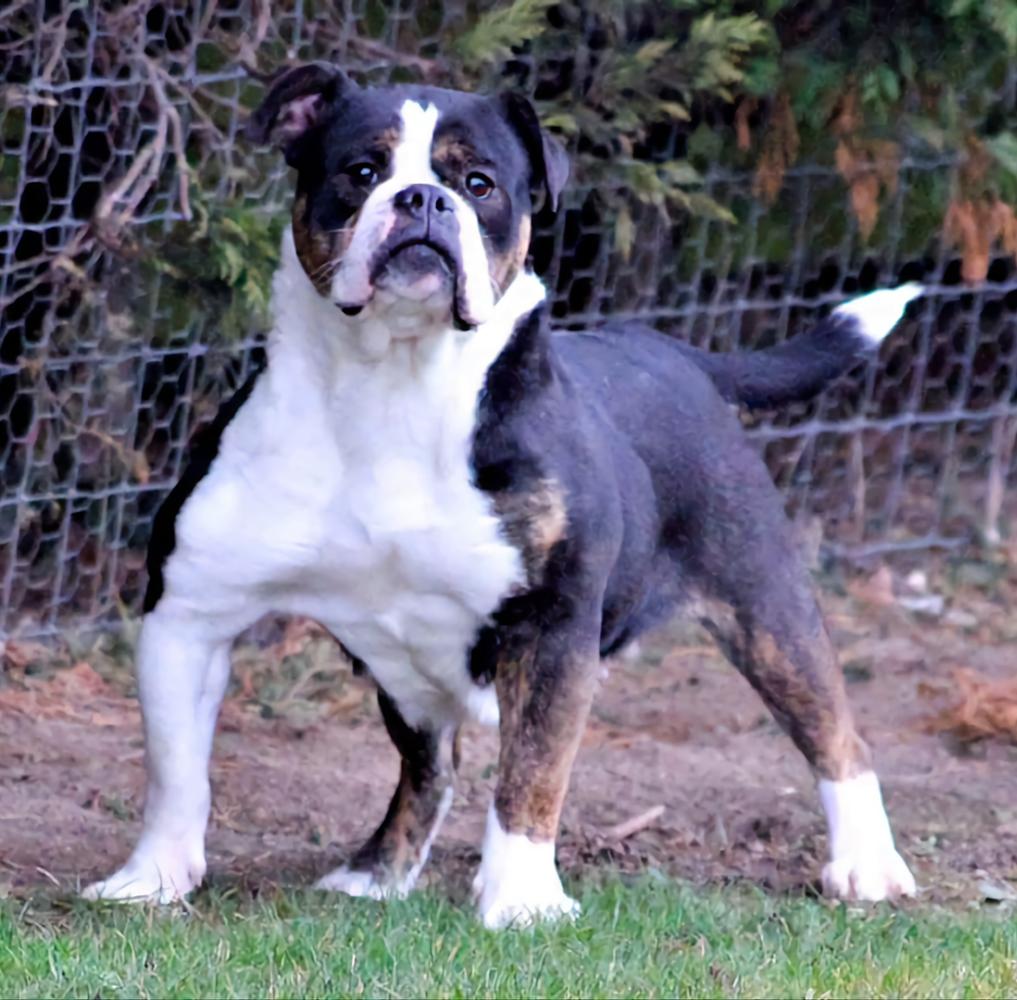 Bankz Bullyz Bailey | Olde English Bulldogge 