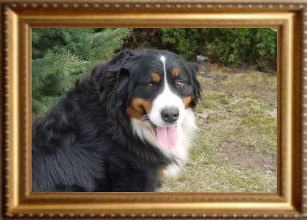 SUZI W LUBAJNACH | Bernese Mountain Dog 