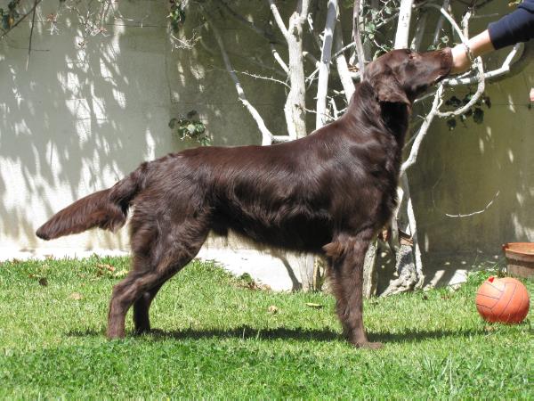 Angelusparks II Herne Declan | Flat-Coated Retriever 