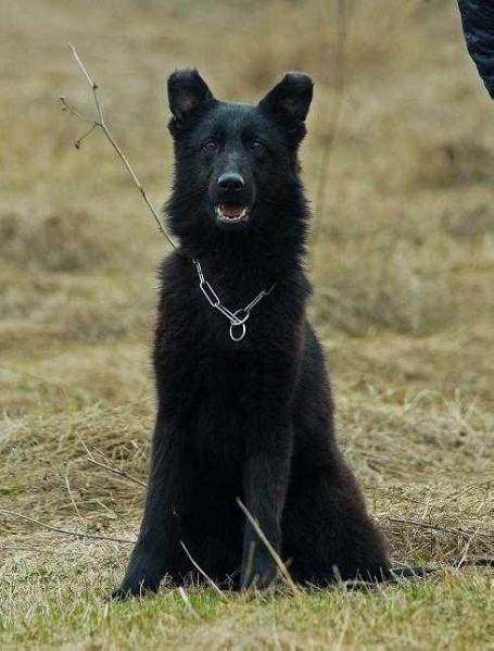 Yanika Del Casa Favore | German Shepherd Dog 