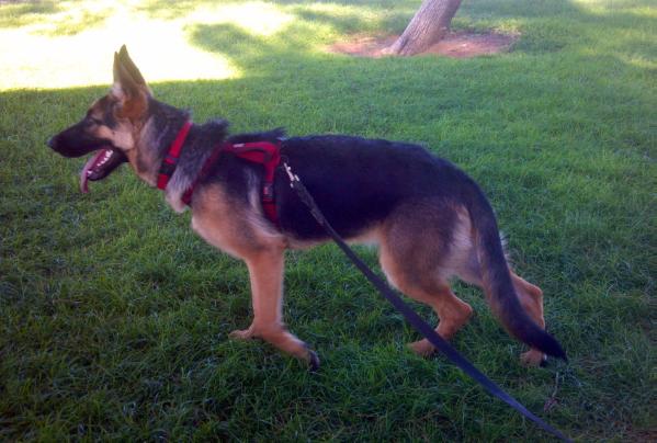 Heidi Der GSD | German Shepherd Dog 